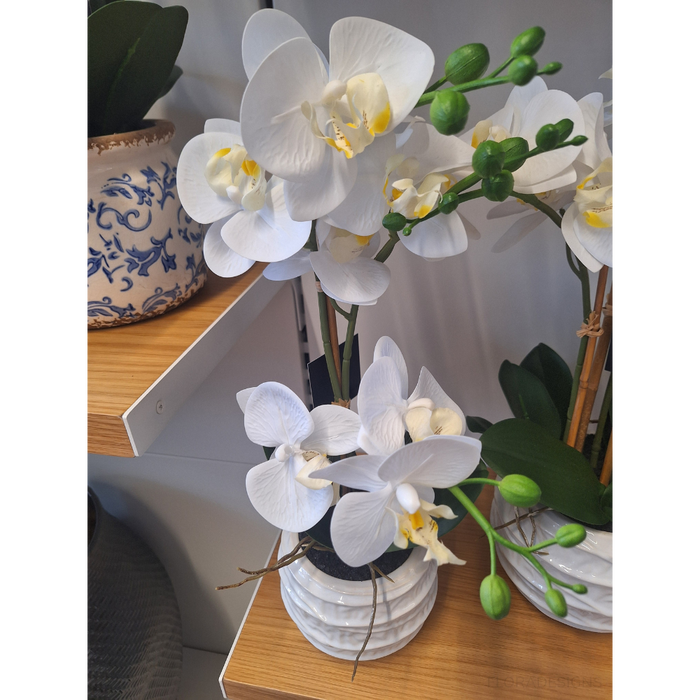 Orchid Phalaenopsis in Vala Pot 47cm Set of 2
