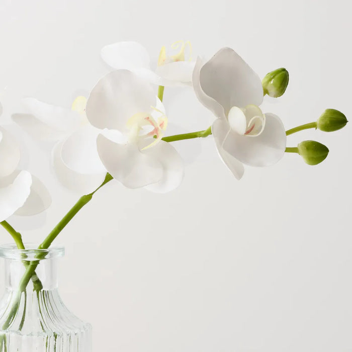 Orchid Phalaenopsis in Vase White 25cm x 20cm Set of 4