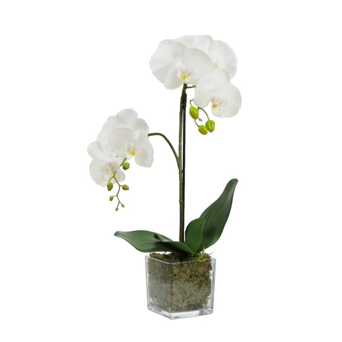 Orchid White in Square Glass 56cm Set of 2