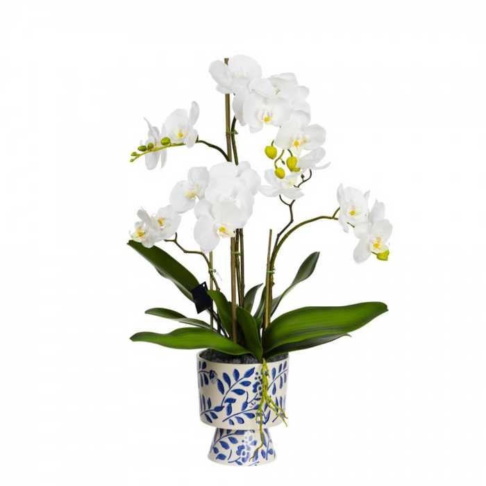 Orchid in Hampton Pot - 56cm