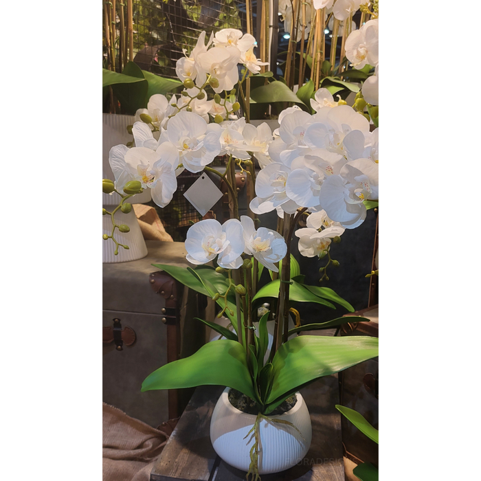 Orchid in Ceramic White Bowl 62cm