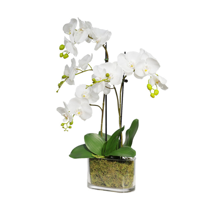 Orchid in Flat Glass 60cm