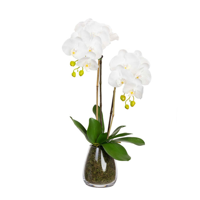 Orchid in Glass Vase 62cm