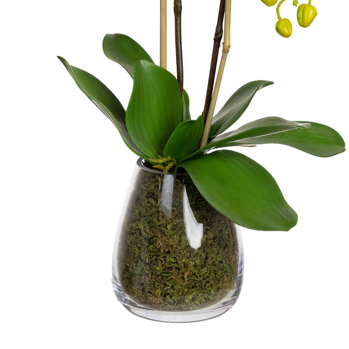 Orchid in Glass Vase 62cm