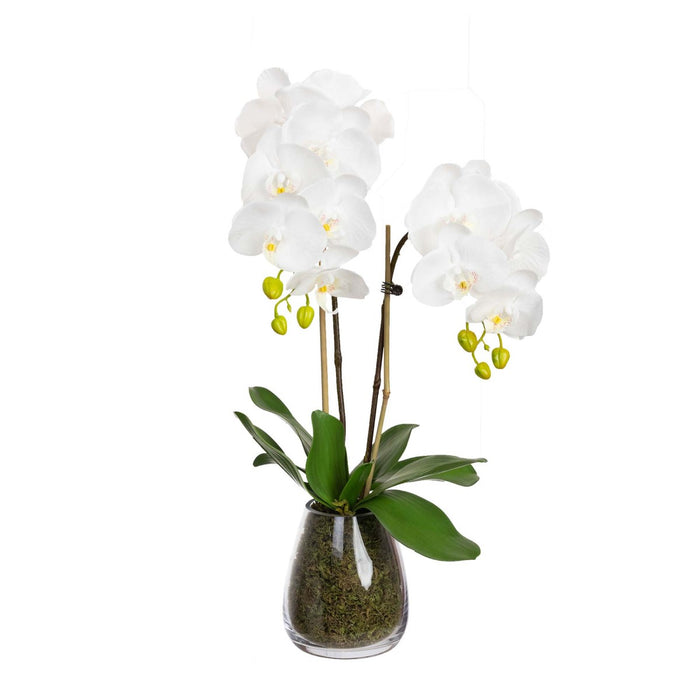 Orchid in Glass Vase 62cm