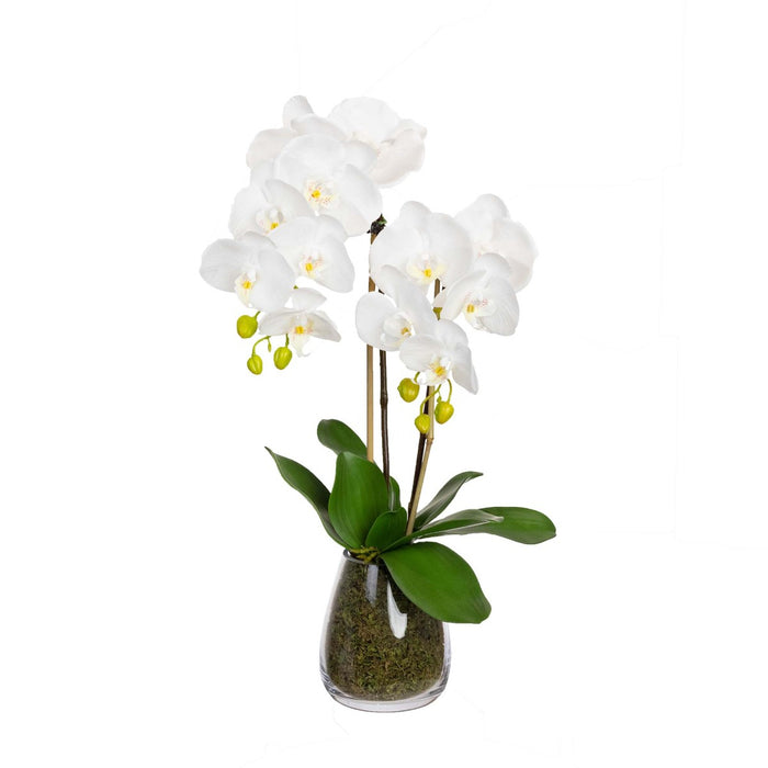 Orchid in Glass Vase 62cm