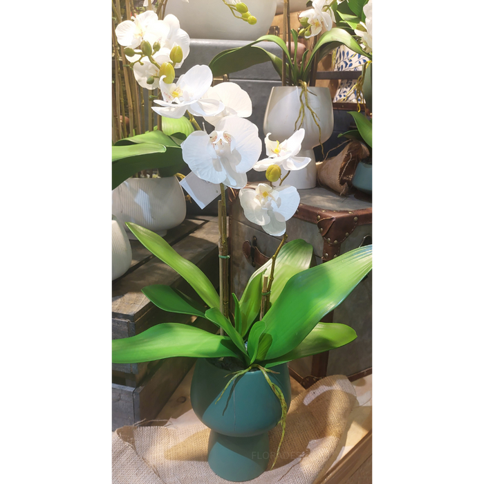 Orchid in Green Pedestal Vase 70cm