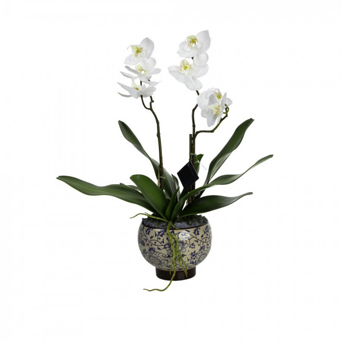 Orchid in Hampton Bowl - 52cm