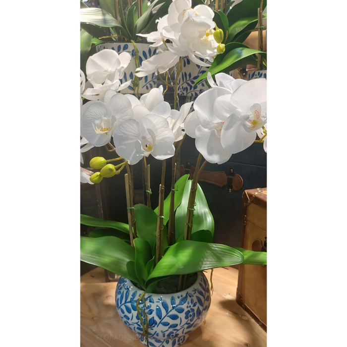 Orchid in Hampton Bowl 72cm