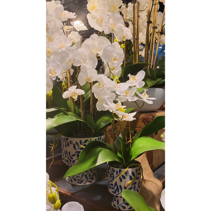 Orchid in Hampton Vase 72cm