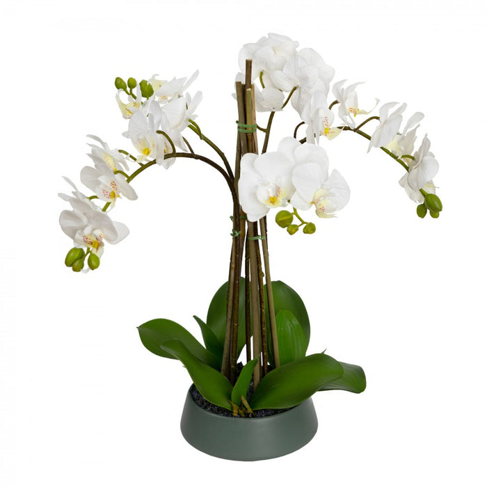 Orchid in Pedestal Bowl - 48cm