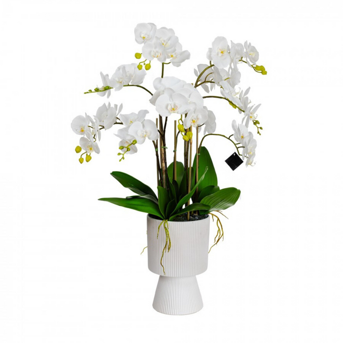 Orchid in Pedestal Vase 85cm