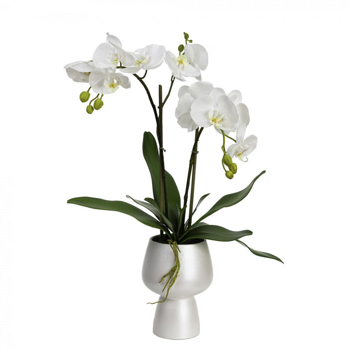 Orchid in White Pedestal Vase 70cm