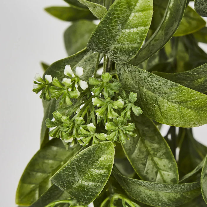 Osmanthus Hanging Bush with White Flower Green 25cm – Pack Of 6