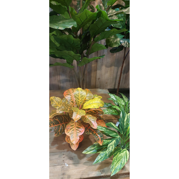 Croton Plant 50cm Set of 2