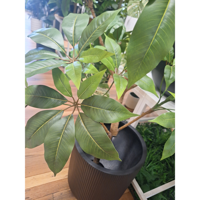 Pachira Aquatica Tree Green 190cm