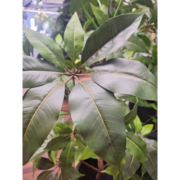 Pachira Aquatica Tree Green 190cm