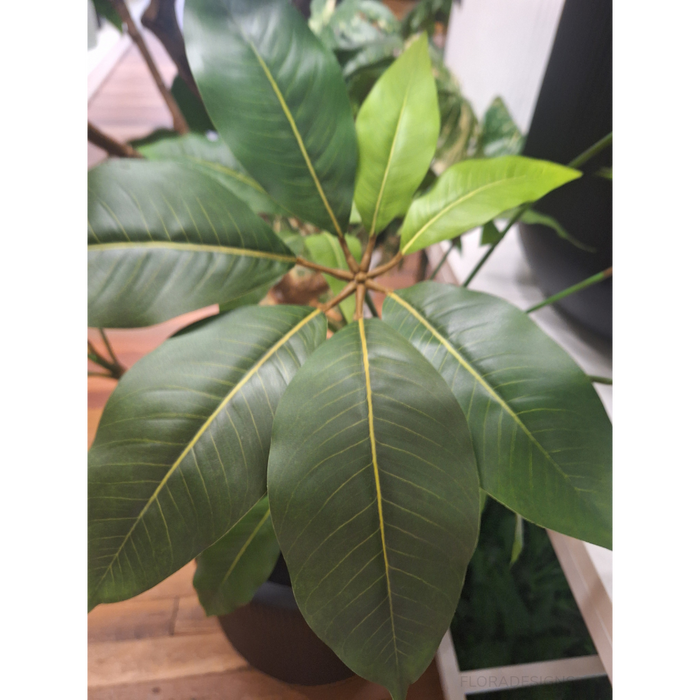 Pachira Aquatica Tree Green 190cm