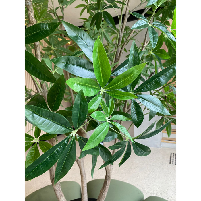 Pachira Aquatica Tree Green 290cm