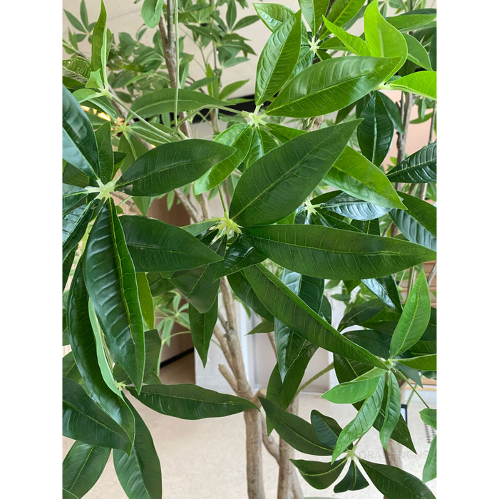 Pachira Aquatica Tree Green 290cm
