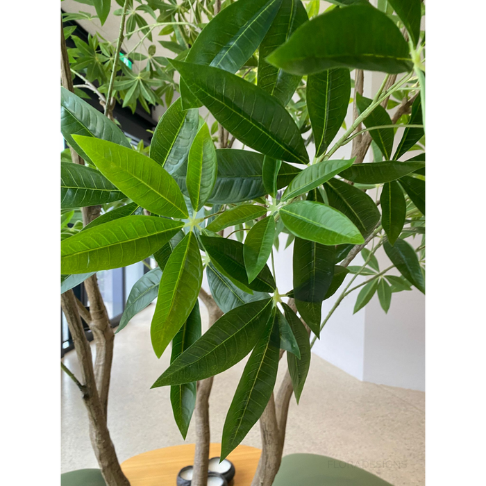 Pachira Aquatica Tree Green 290cm