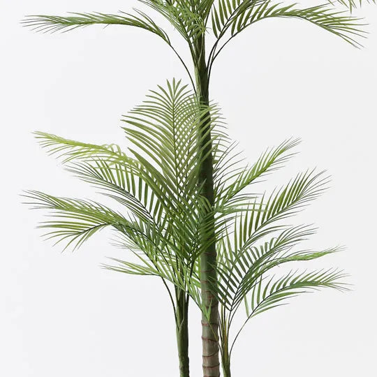 Palm Areca Green 170cm Pack of 2