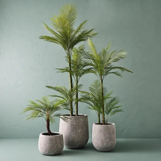 Palm Areca Green 170cm Pack of 2