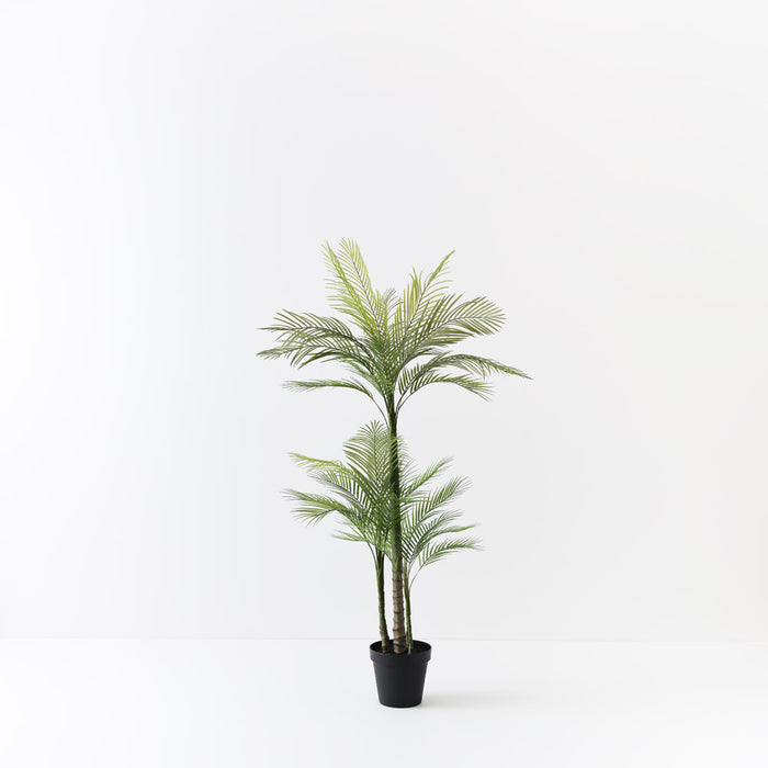 Palm Areca Green 170cm Pack of 2