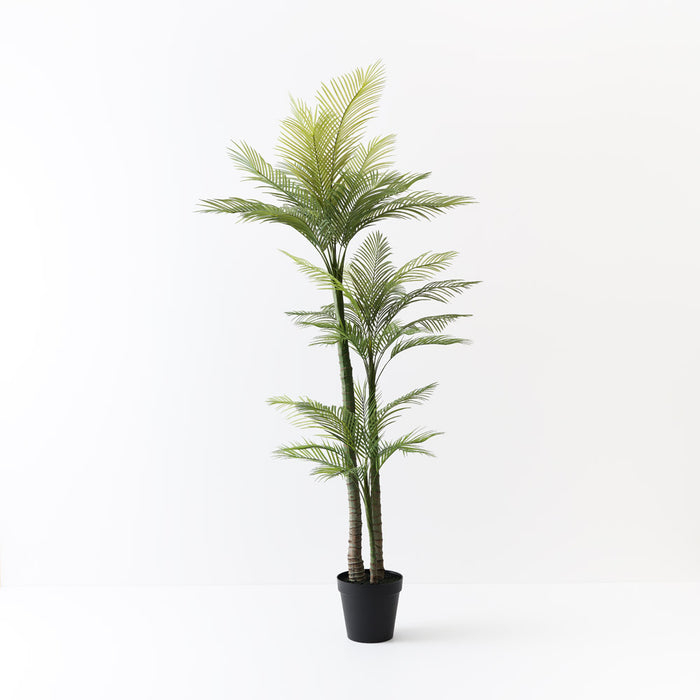 Palm Areca Green 220cm Pack of 2