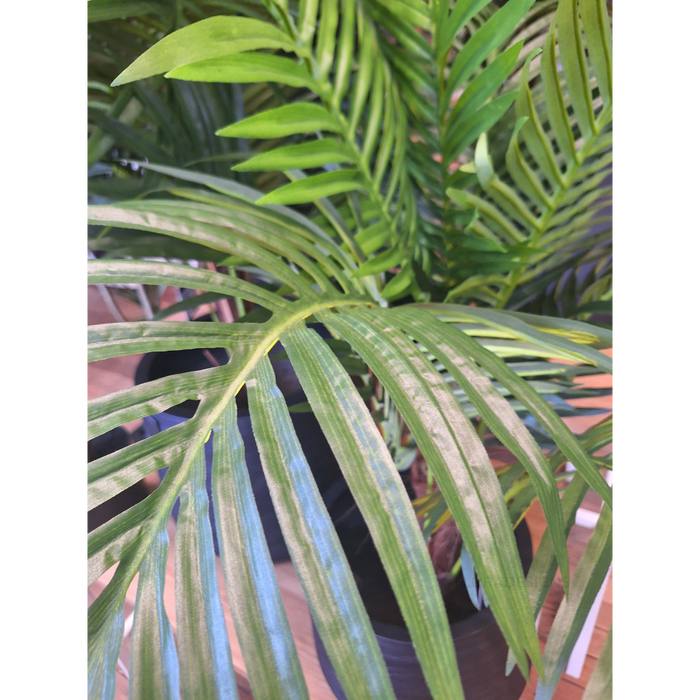 Palm Kentia Green 106cm Pack of 2
