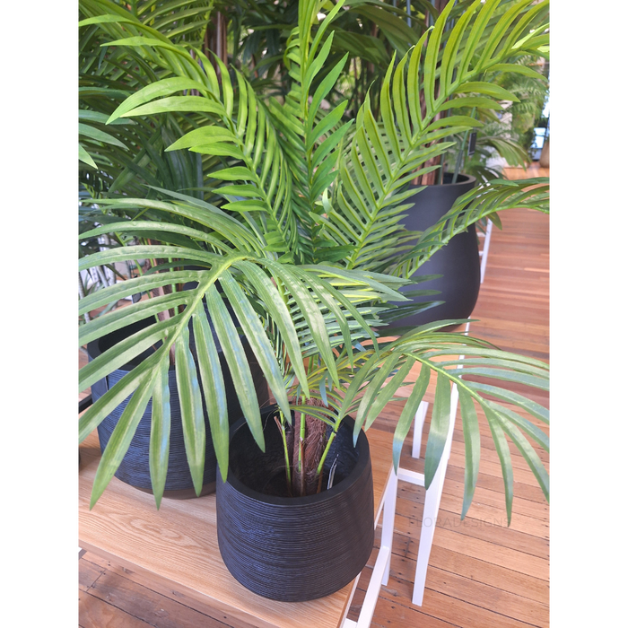 Palm Kentia Green 106cm Pack of 2