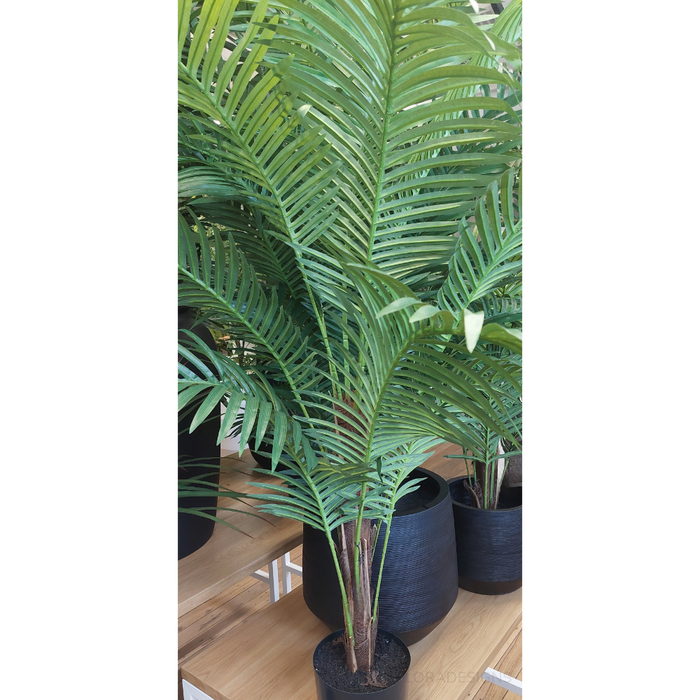 Palm Kentia Green 152cm Pack of 2