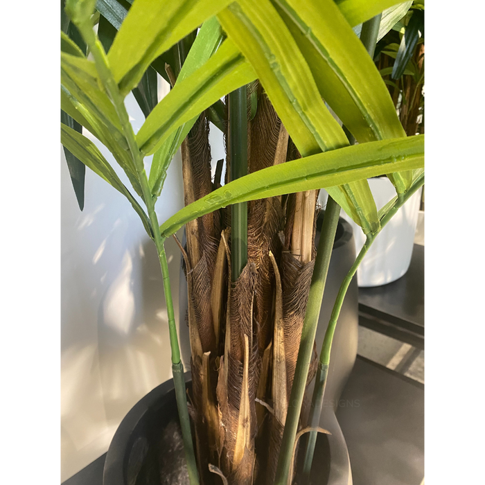 Palm Kentia Green 305cm Pack of 2