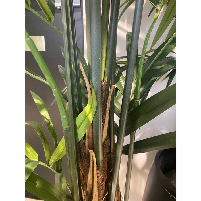 Palm Kentia Green 305cm Pack of 2