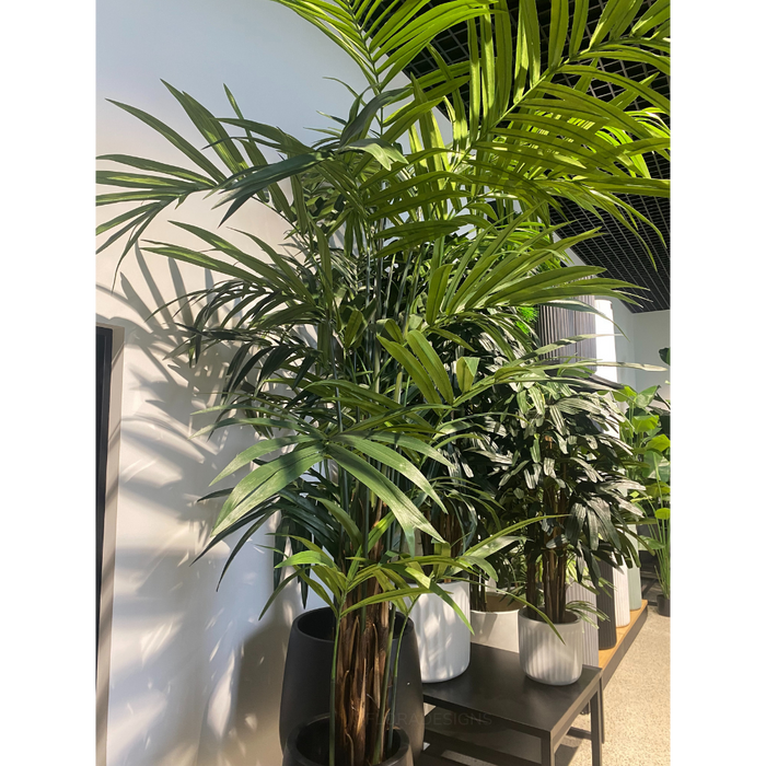 Palm Kentia Green 305cm Pack of 2