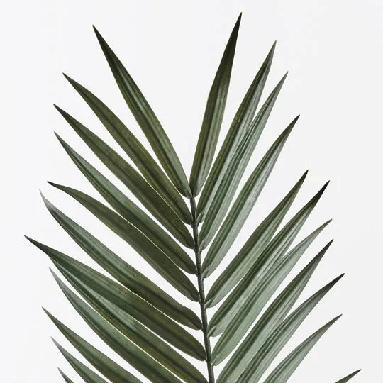 Palm Kentia Leaf Green 147cm - Pack of 6