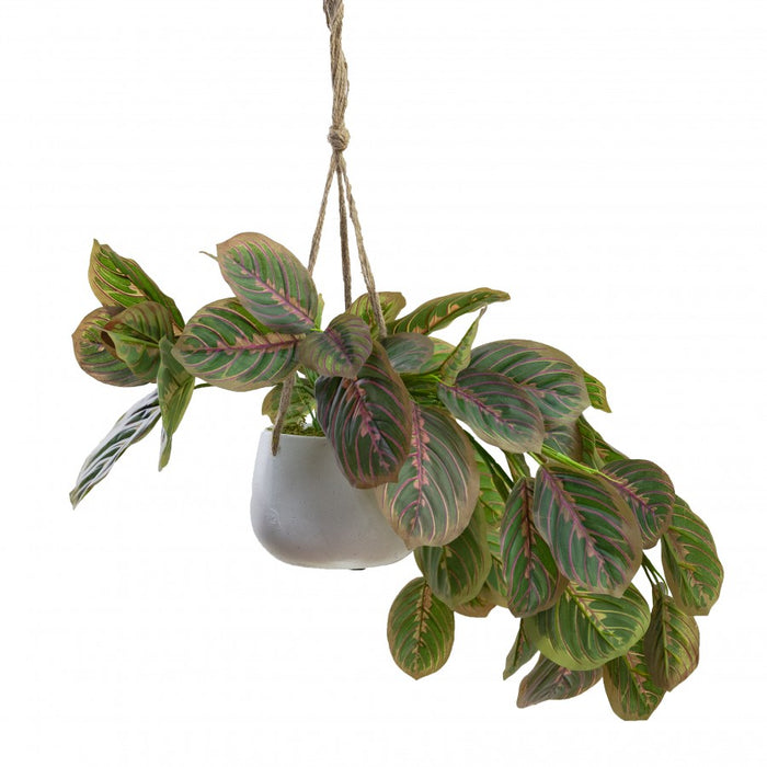 Peacock Bush In Hanging Planter 65cm Set of 2