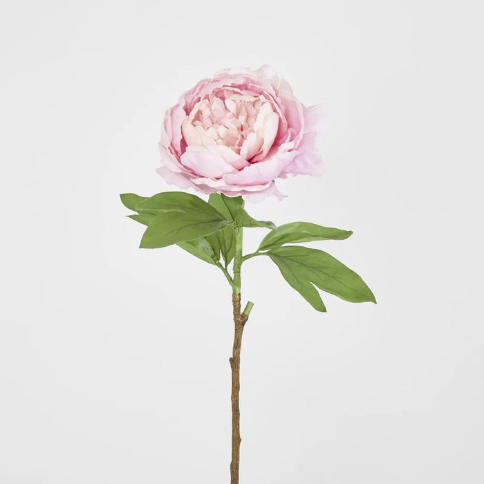 Peony Queen Pink 70cm Pack of 12