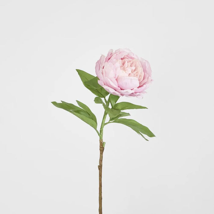 Peony Queen Pink 70cm Pack of 12