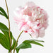 Peony Spray Light Pink 61cm - Pack of 12