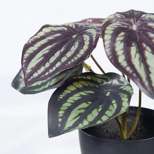 Peperomia Watermelon in Pot 15cm Dark Green Pack of 12