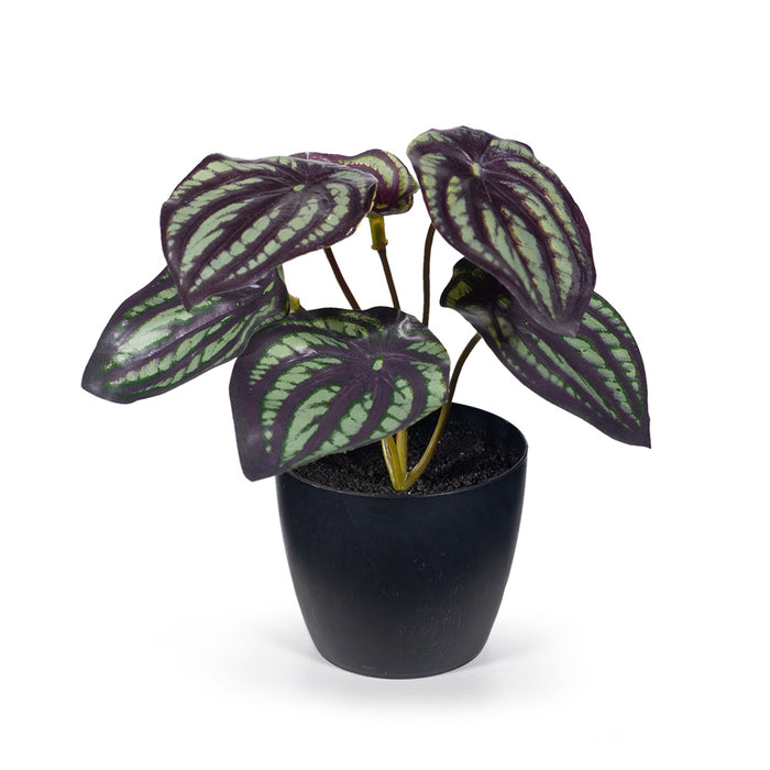 Peperomia Watermelon in Pot 15cm Dark Green Pack of 12