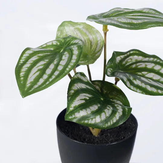 Peperomia Watermelon in Pot 15cm Green White Pack of 12