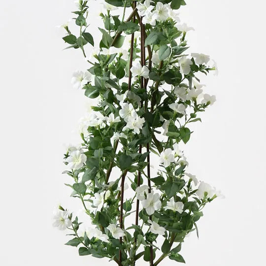 Petunia Climbing Plant White 135cm