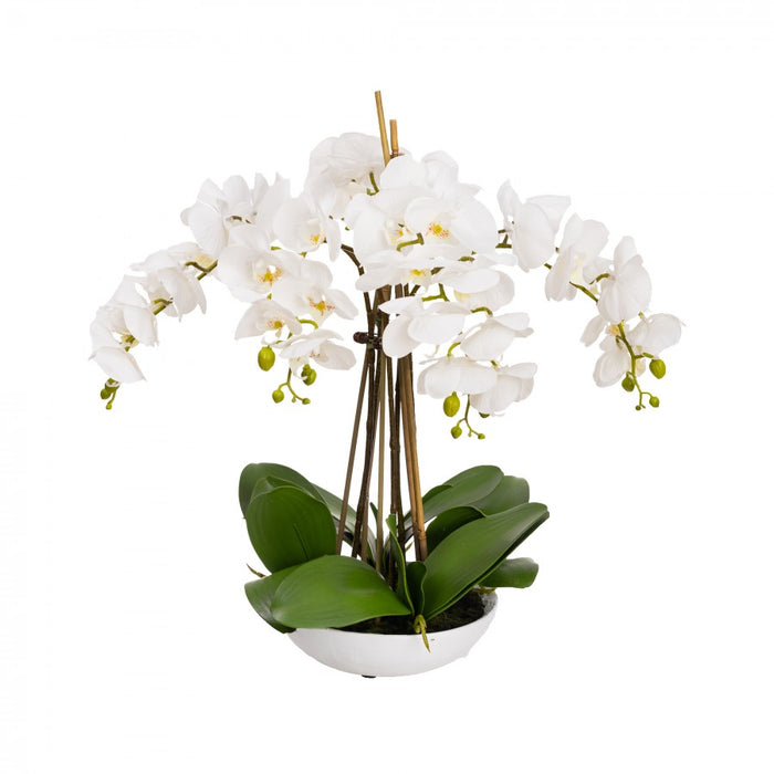 Phal Orchid In White Bowl 45cm