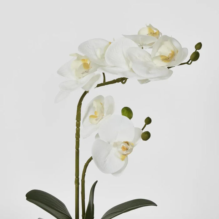 Phalaenopsis Arrangement in Pot 46cm White Pack of 3