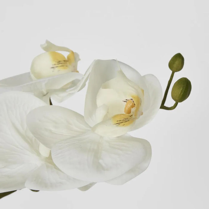 Phalaenopsis Arrangement in Pot 46cm White Pack of 3