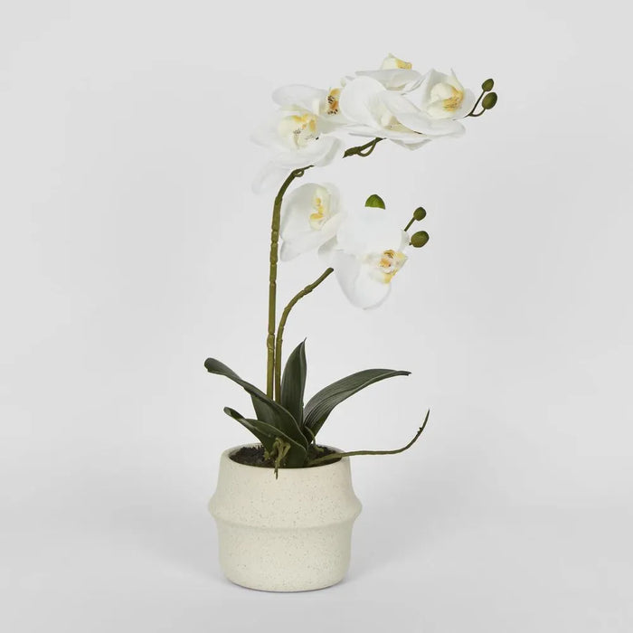 Phalaenopsis Arrangement in Pot 46cm White Pack of 3