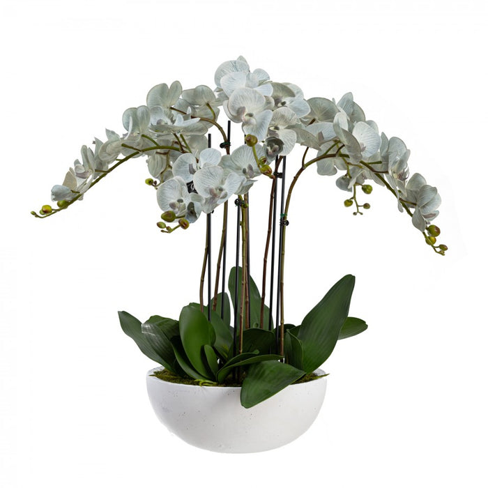 Phalaenopsis Orchid Grey White in White Pot 75cm
