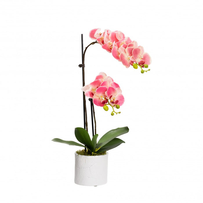Phalaenopsis Orchid In Pot 60cm Pink